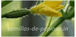 semillas de pepino