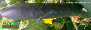 desarrollo del fruto de la planta de pepino